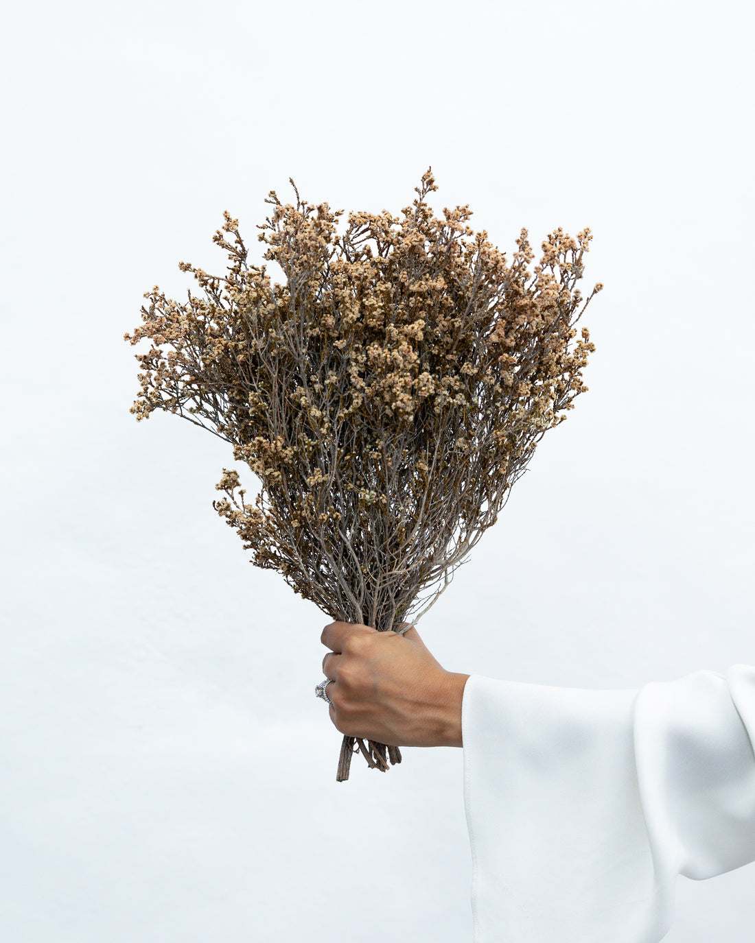DRIED SCHOLTZIA | NATURAL