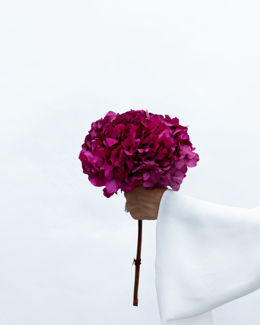 PRESERVED HYDRANGEA STEM I FUCHSIA I LARGE-LEAF