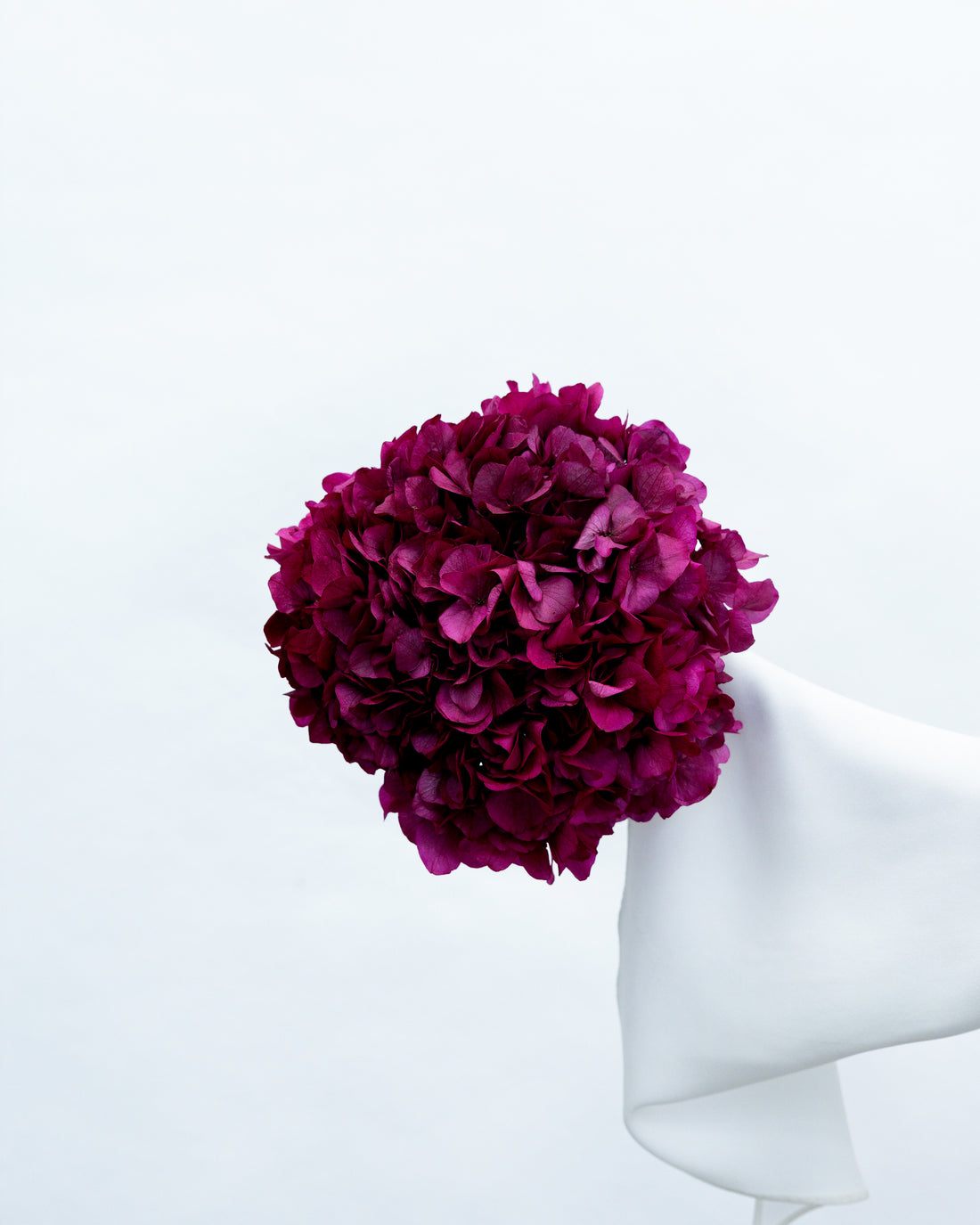 PRESERVED HYDRANGEA STEM I FUCHSIA I LARGE-LEAF