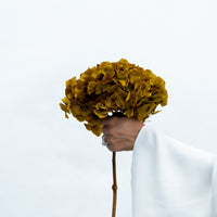PRESERVED HYDRANGEA STEM I AUTUMN I LARGE-LEAF
