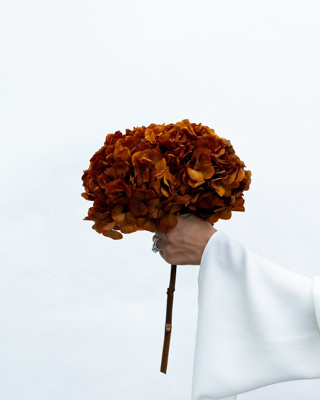 PRESERVED HYDRANGEA STEM I BURNT ORANGE I LARGE-LEAF