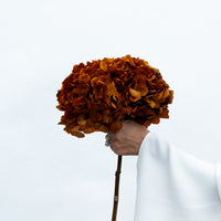 PRESERVED HYDRANGEA STEM I BURNT ORANGE I LARGE-LEAF