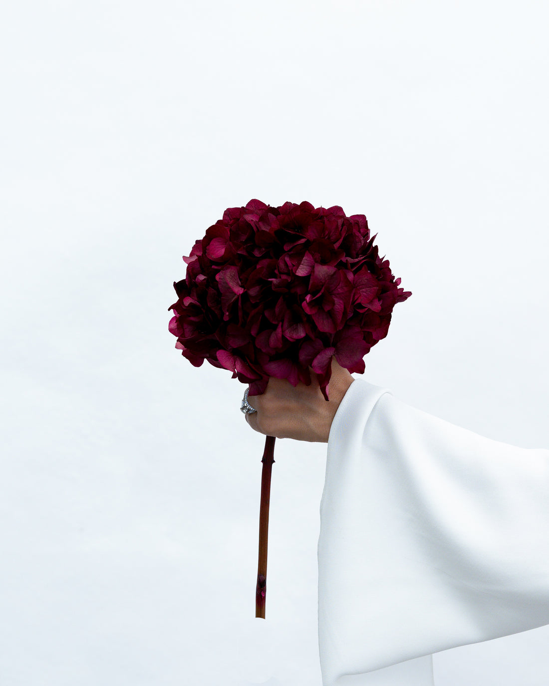PRESERVED HYDRANGEA STEM I BURGUNDY I LARGE-LEAF