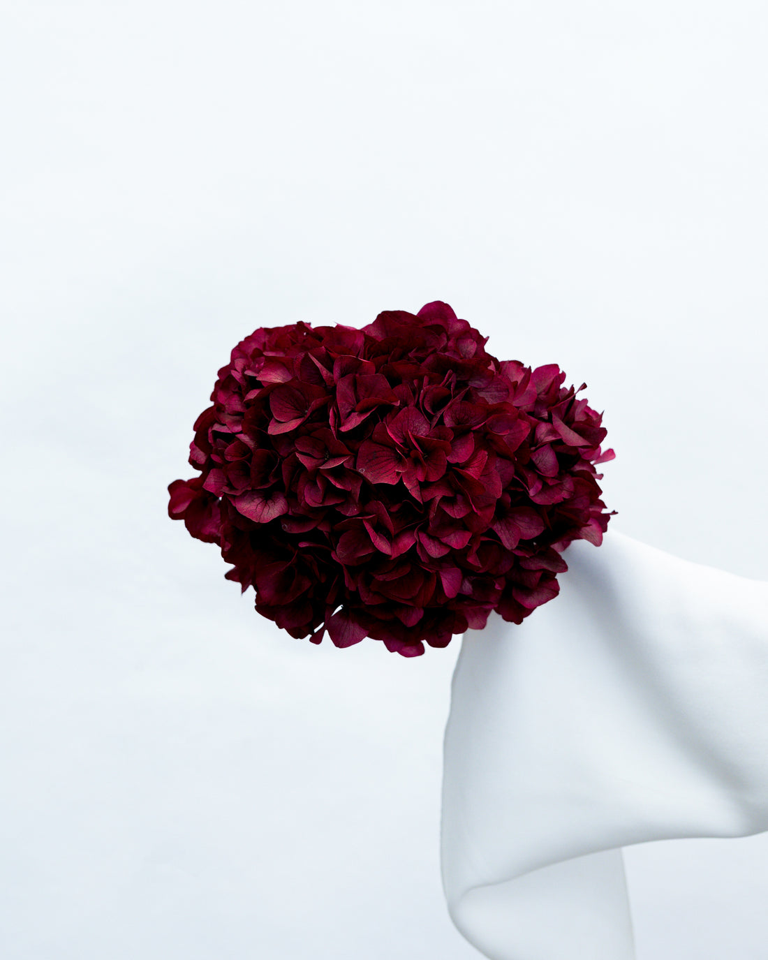 PRESERVED HYDRANGEA STEM I BURGUNDY I LARGE-LEAF