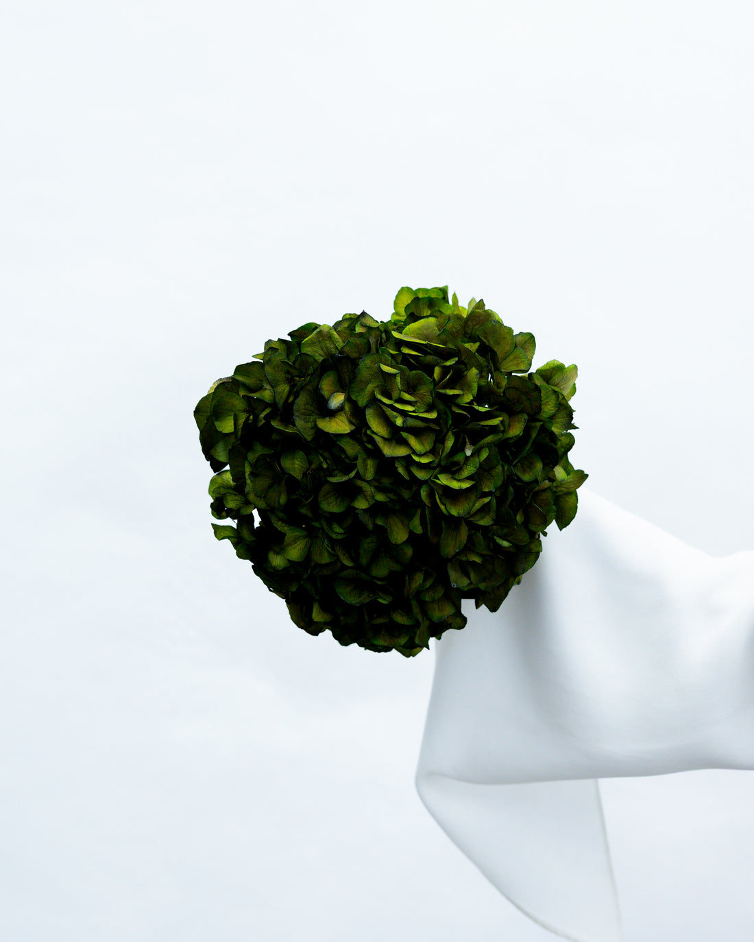 PRESERVED HYDRANGEA STEM I DEEP GREEN I LARGE-LEAF