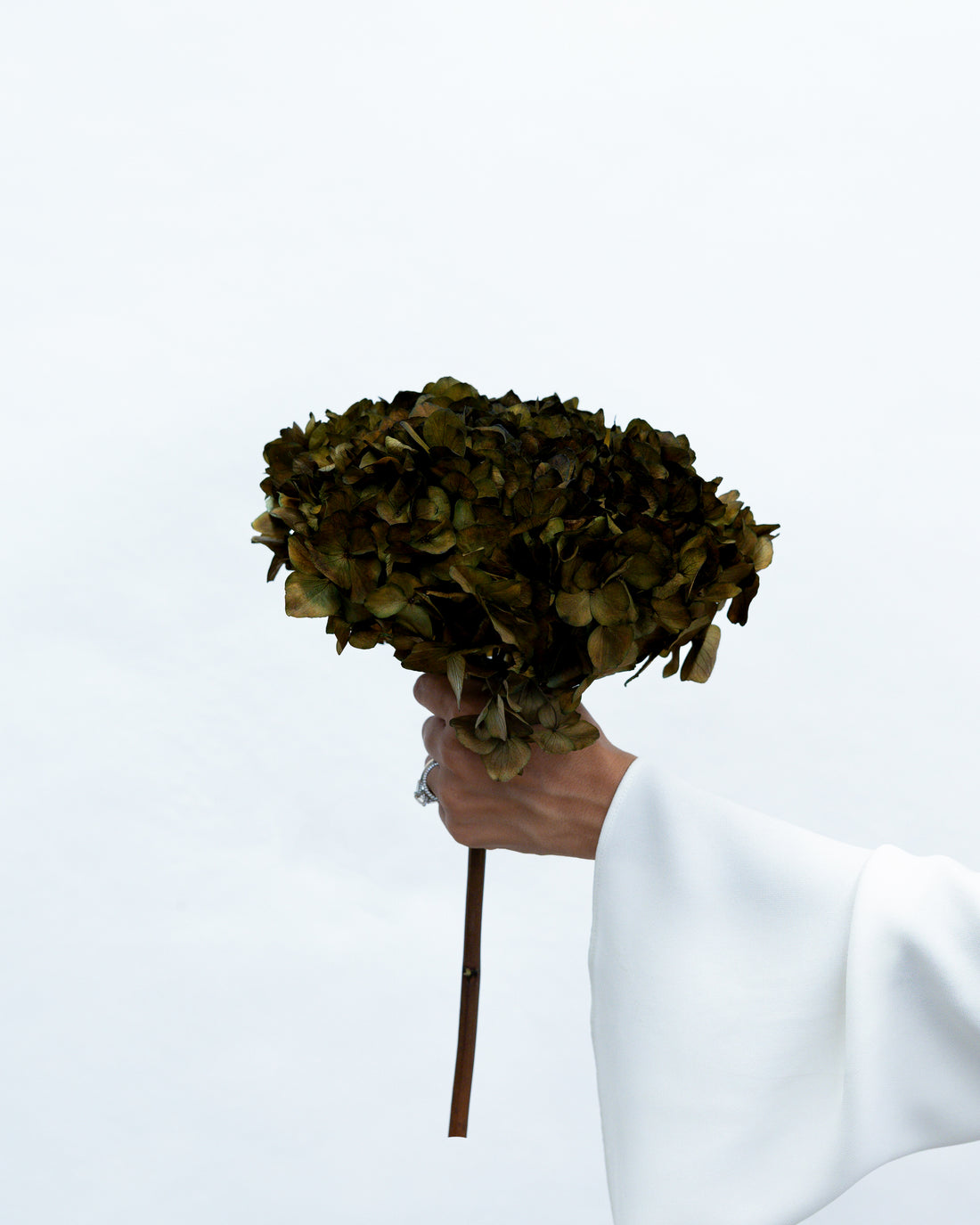 PRESERVED HYDRANGEA STEM I OLIVE GREEN I LARGE-LEAF