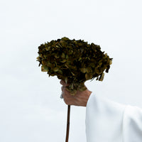 PRESERVED HYDRANGEA STEM I OLIVE GREEN I LARGE-LEAF