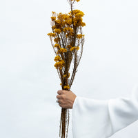 PRESERVED RICE FLOWER | AUTUMN