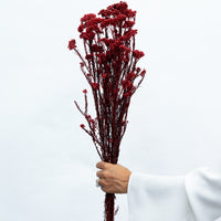 PRESERVED RICE FLOWER | DEEP RED
