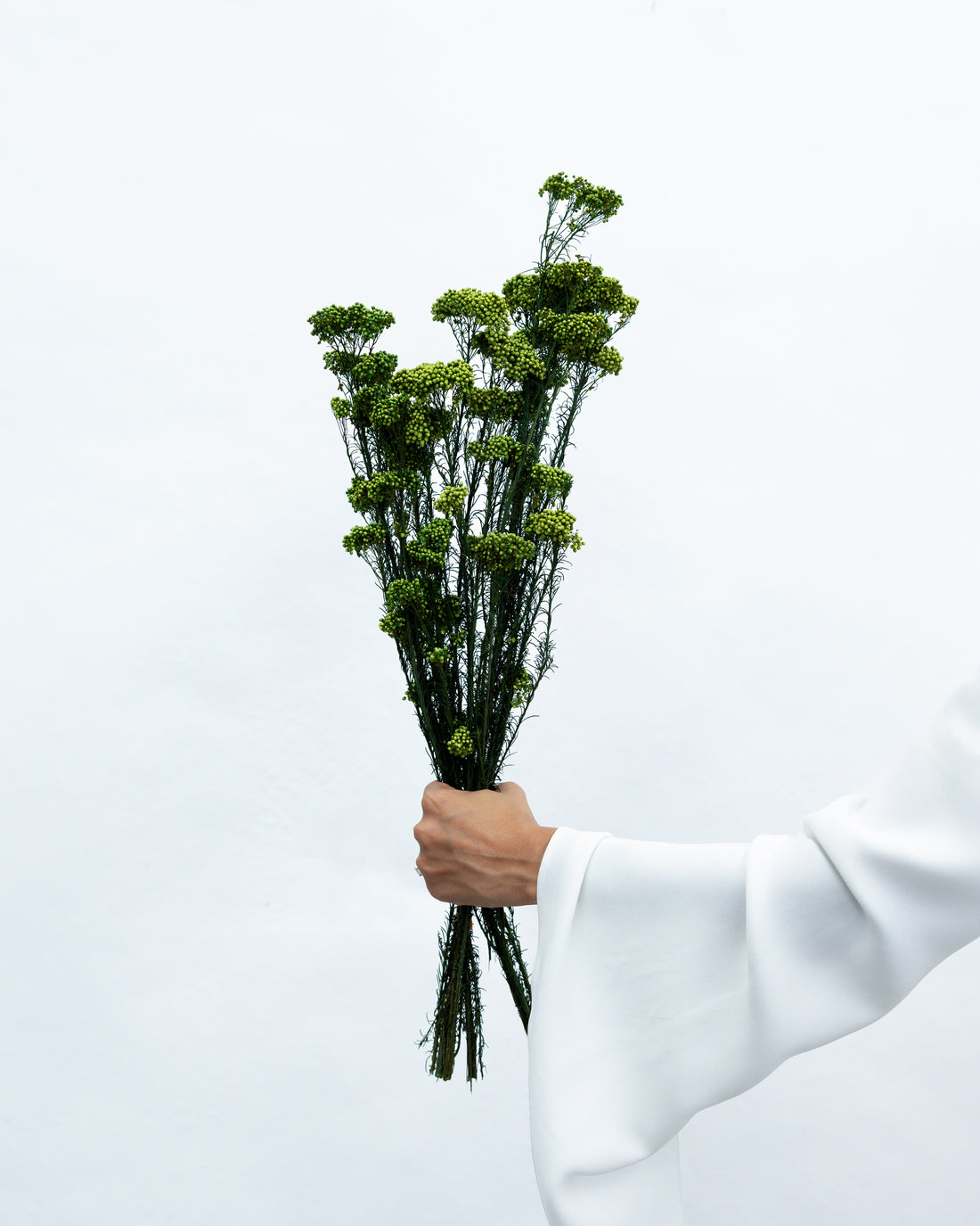 PRESERVED RICE FLOWER | DEEP GREEN