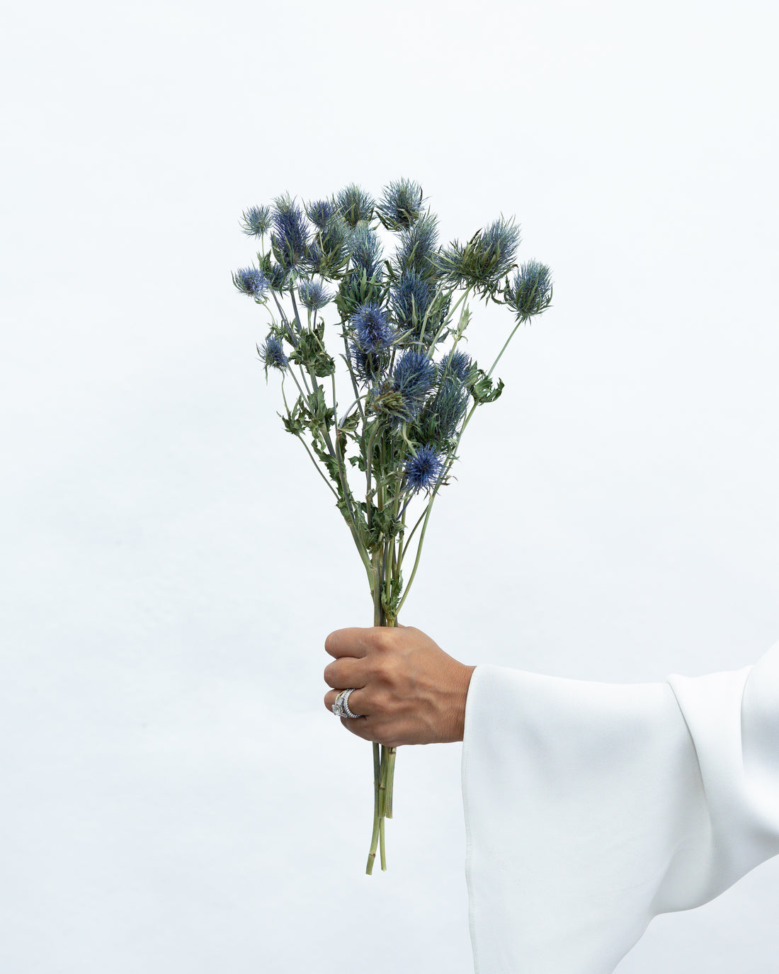 DRIED SEAHOLLY