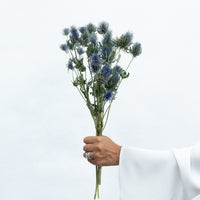 DRIED SEAHOLLY