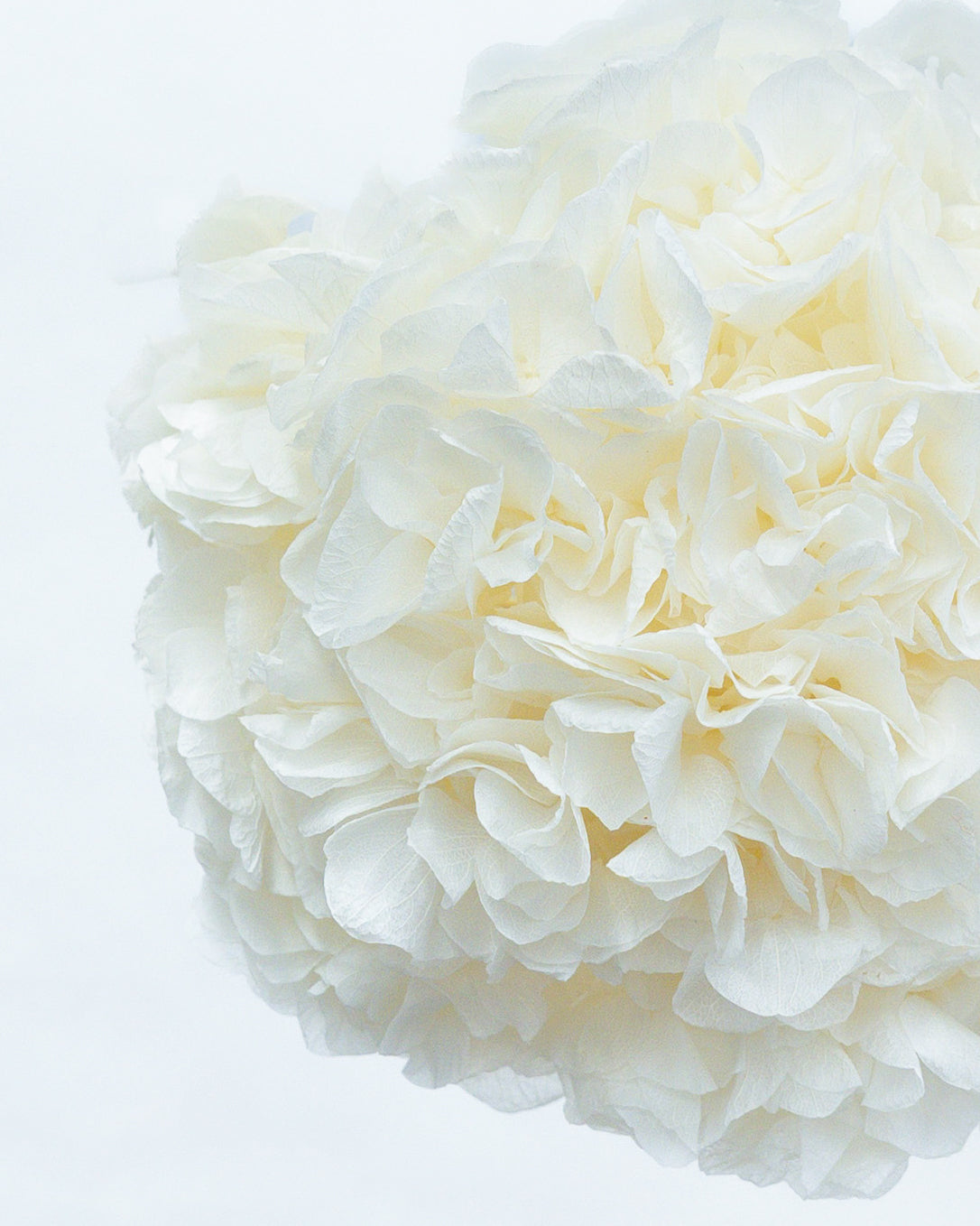 PRESERVED HYDRANGEA STEM I WHITE I LARGE-LEAF