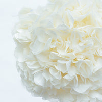 PRESERVED HYDRANGEA STEM I WHITE I LARGE-LEAF