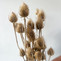 DRIED THISTLES I NATURAL