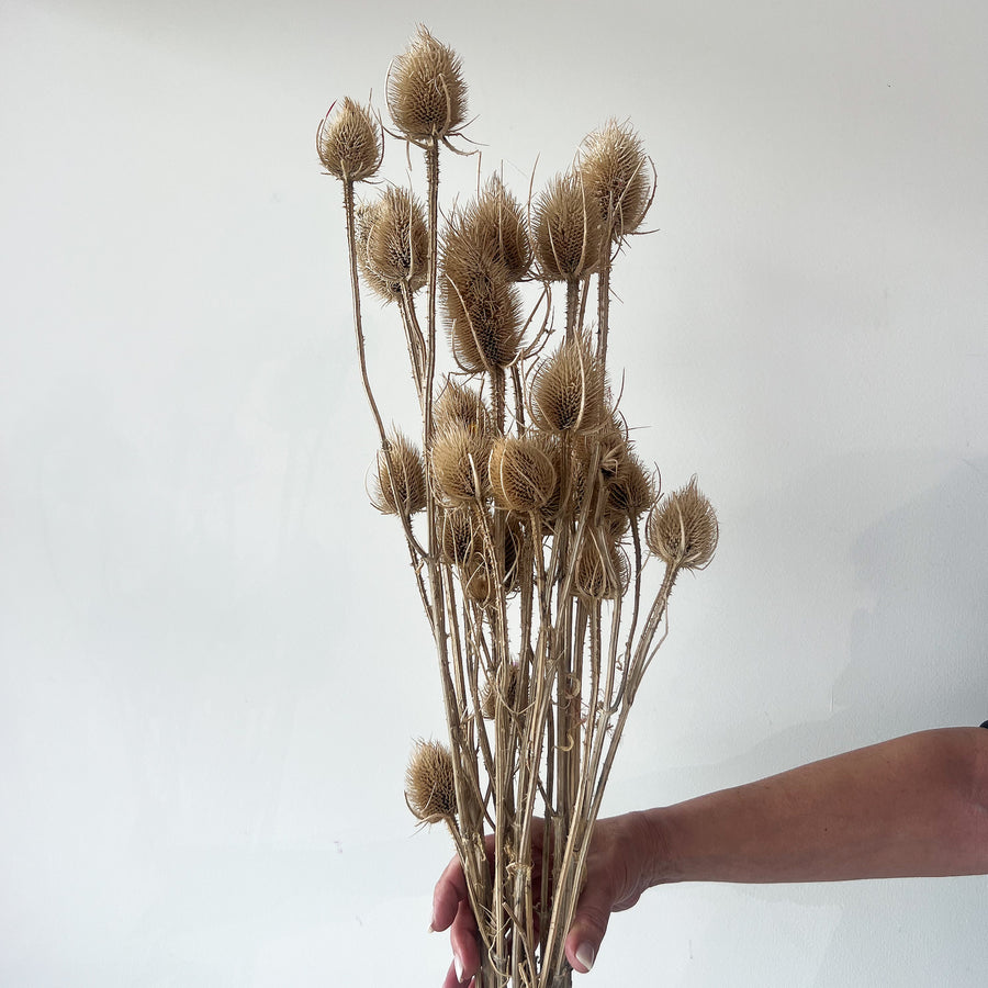 DRIED THISTLES I NATURAL