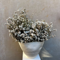 DRIED MOUNTAIN DAISIES ARRANGEMENT IN ROSITA BOWL