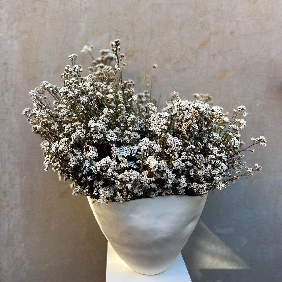 DRIED MOUNTAIN DAISIES ARRANGEMENT IN ROSITA BOWL