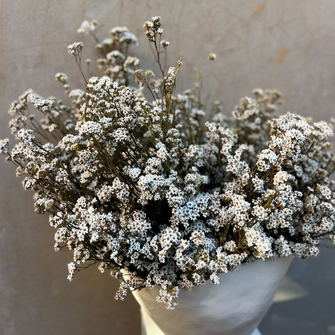 DRIED MOUNTAIN DAISIES ARRANGEMENT IN ROSITA BOWL