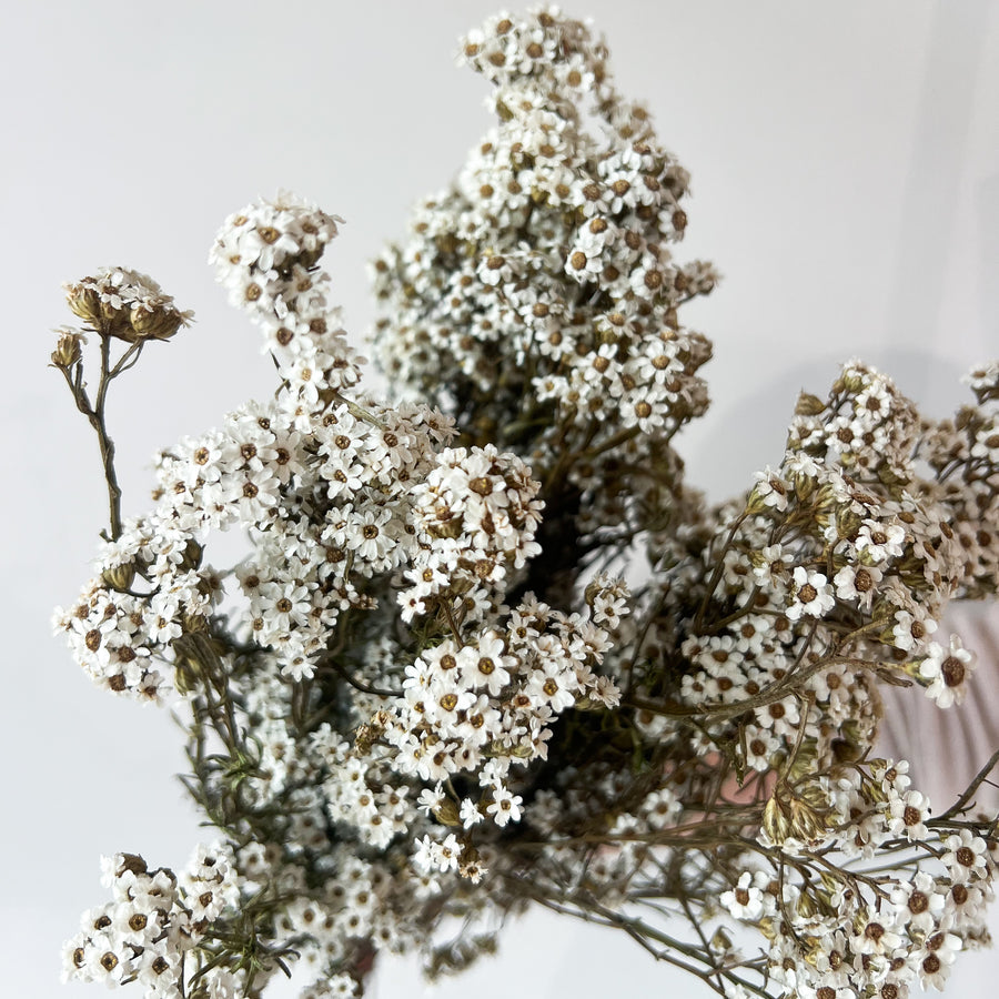 DRIED MOUNTAIN DAISIES