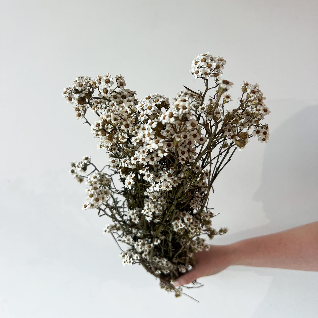 DRIED MOUNTAIN DAISIES