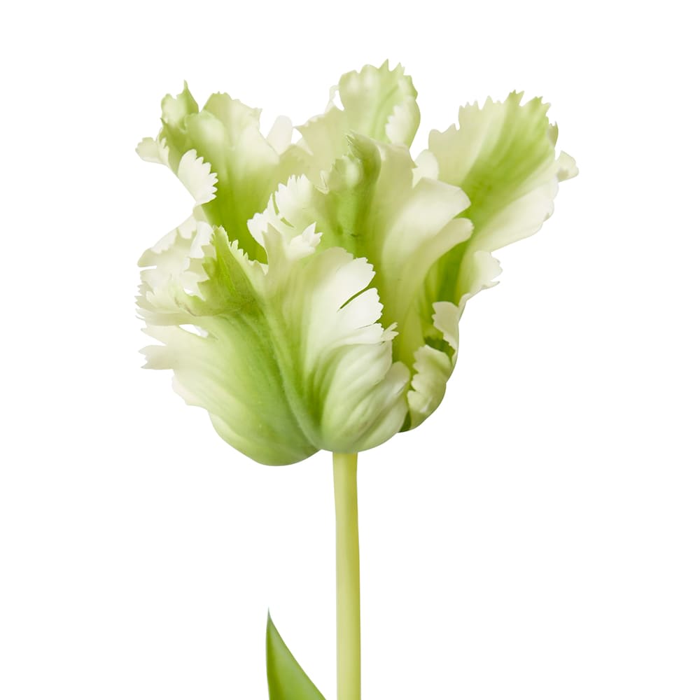 Faux parrot tulip stem green, detail