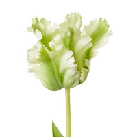 Faux parrot tulip stem green, detail