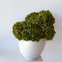 CALLA PRESERVED HYDRANGEAS EN MASSE IN MORPH BOWL IVORY