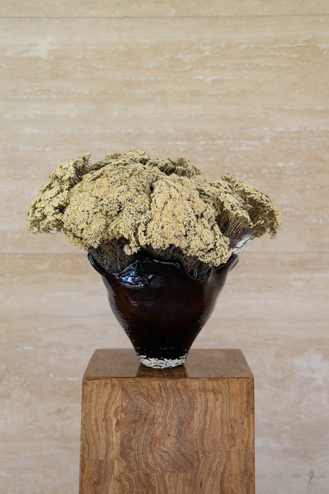 MARIA preserved morrison en masse in black Lashay vessel on a timber plinth