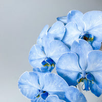 - ORCHID LOVE - SKY BLUE